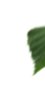 leaf1.png