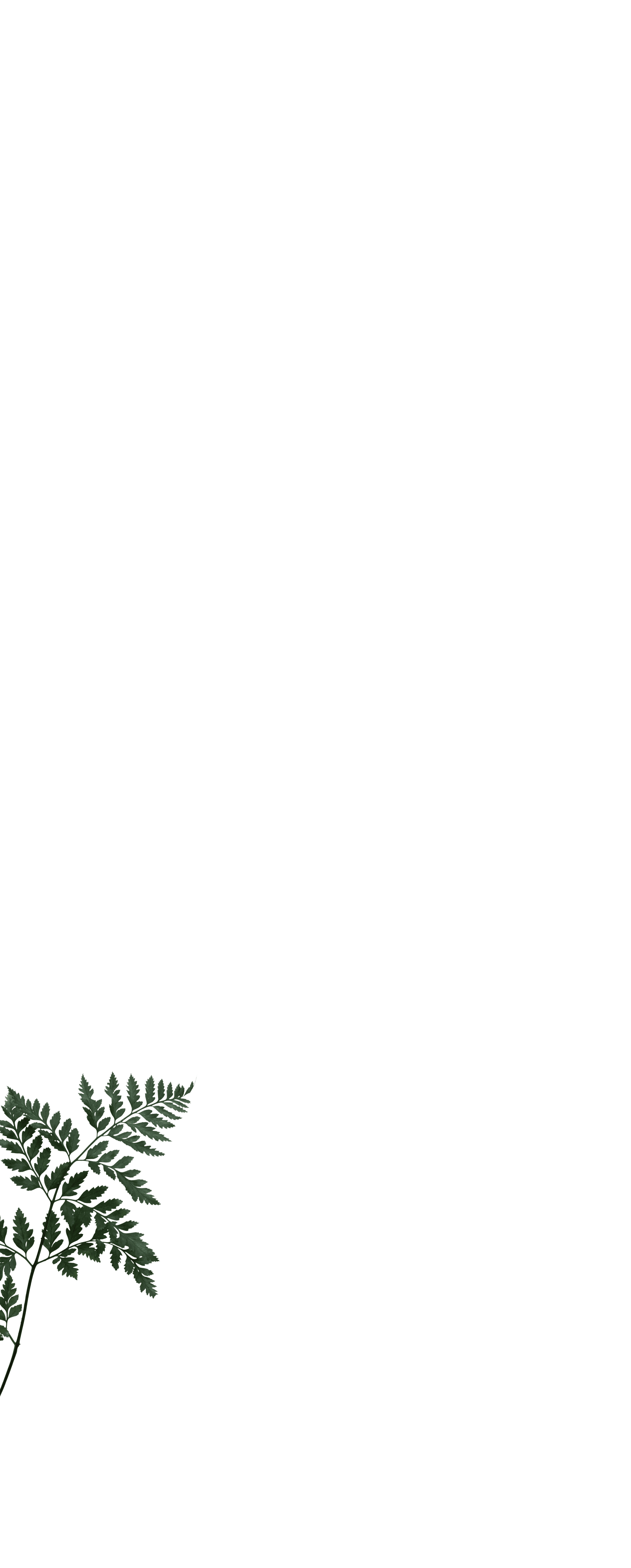 fullscreen_kapradina2.png